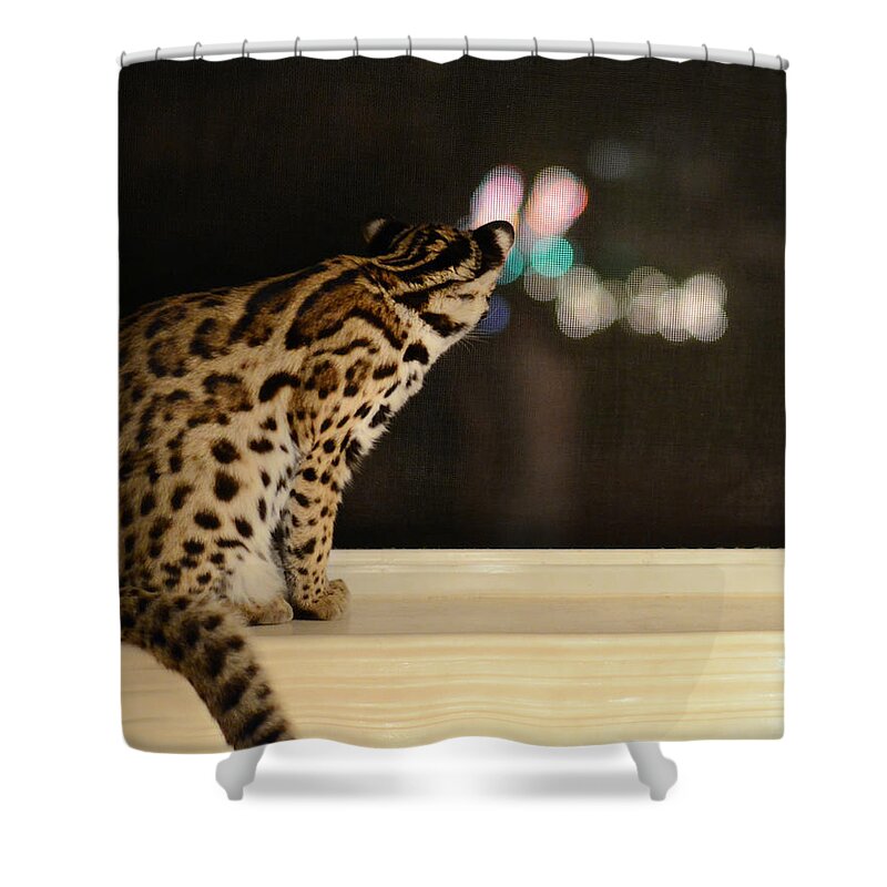 Animals Shower Curtain featuring the photograph Curious Cub by Laura Fasulo