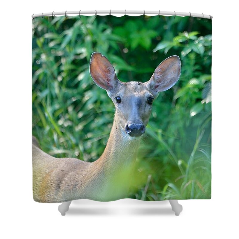 Outdoor Shower Curtain featuring the photograph Curious Doe by David Porteus