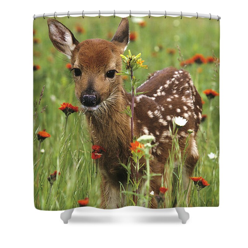 Deer Shower Curtain featuring the photograph Curious Fawn by Chris Scroggins