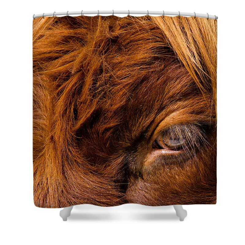 Eye Shower Curtain featuring the photograph Curious Glance Of A Highland Cattle by Andreas Berthold