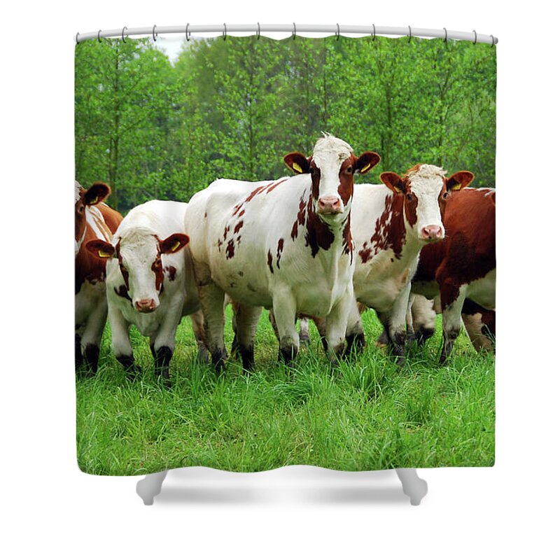 Natural Pattern Shower Curtain featuring the photograph Curious Red And White Cattle by 49pauly