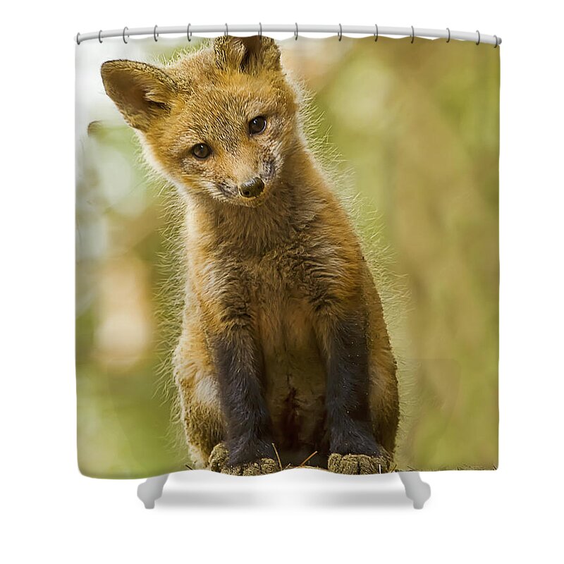Red Fox Shower Curtain featuring the photograph Curious Red Fox Kit by John Vose