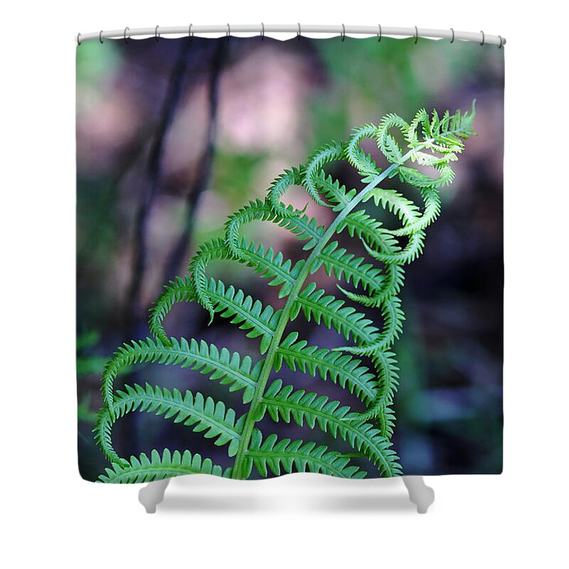 Fern Shower Curtain featuring the photograph Curls by Debbie Oppermann