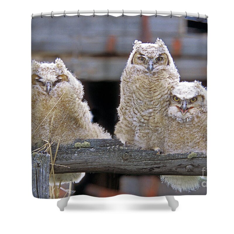 Great Horned Owls Shower Curtain featuring the photograph Curly Moe and Miss Congeniality by Gary Beeler