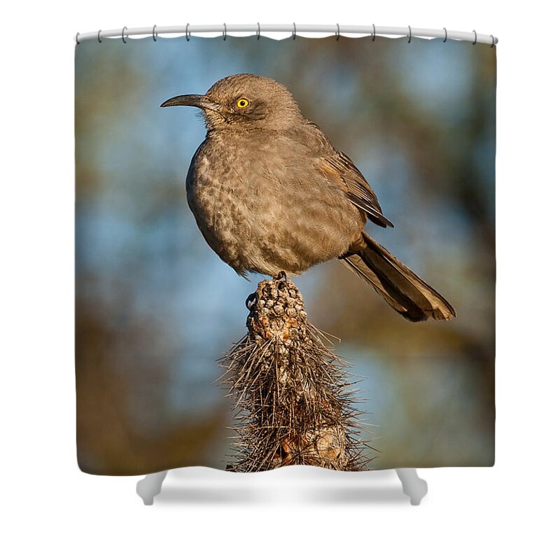 Animal Shower Curtain featuring the photograph Curve-Billed Thrasher on a Cactus by Jeff Goulden