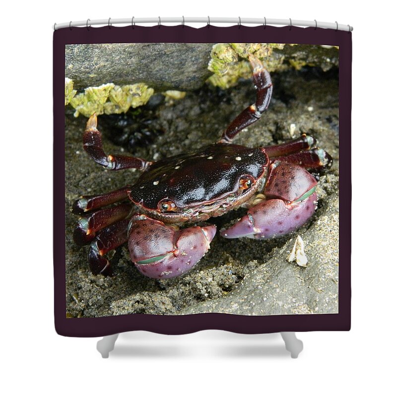 Nature Shower Curtain featuring the photograph Cute Crab by Gallery Of Hope 
