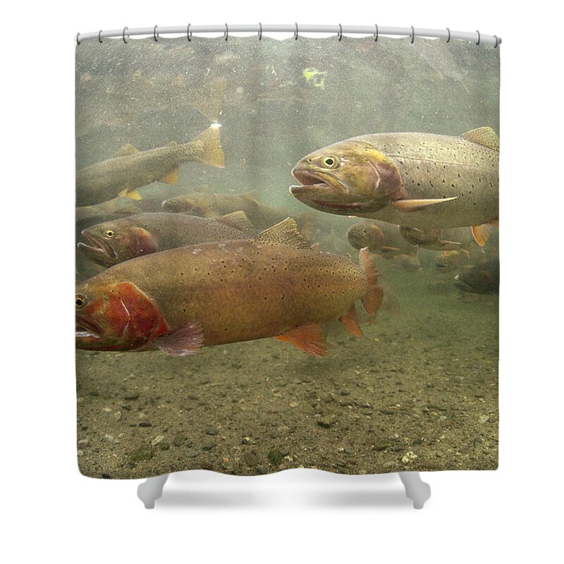 Feb0514 Shower Curtain featuring the photograph Cutthroat Trout In The Spring Idaho by Michael Quinton