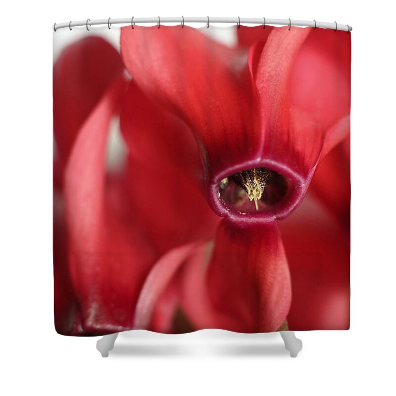 Floral Shower Curtain featuring the photograph Cyclamen by David and Carol Kelly