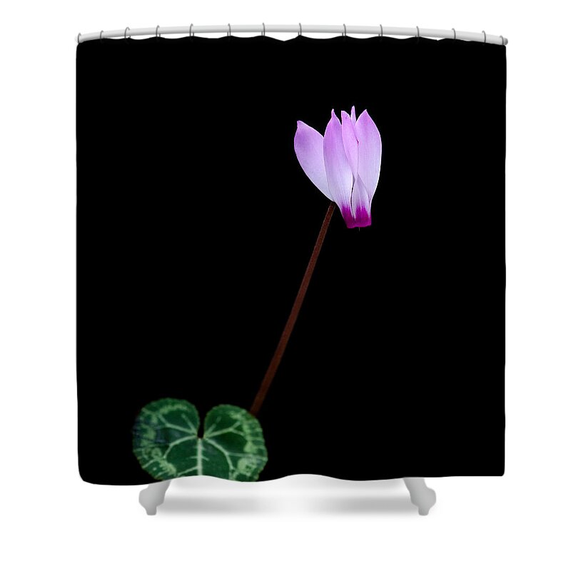 Flower Shower Curtain featuring the photograph Pink Cyclamen flower by Michalakis Ppalis