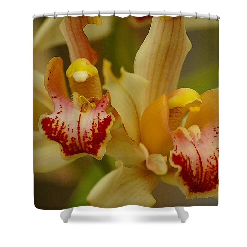 Orchid Shower Curtain featuring the photograph Cymbidium Twins by Blair Wainman