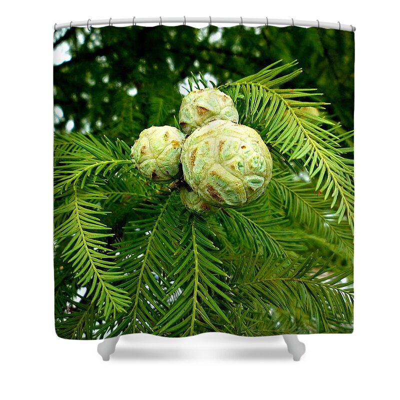 Cypress Shower Curtain featuring the photograph Cypress by Pete Trenholm