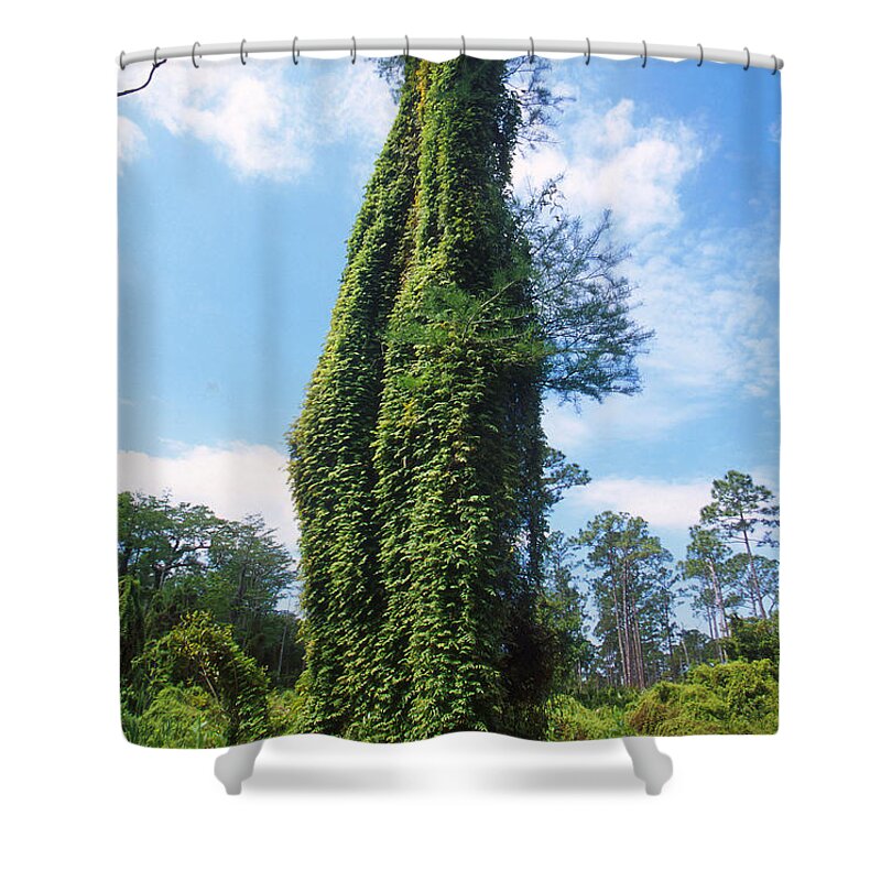 Nature Shower Curtain featuring the photograph Cypress Swallowed By Climbing Fern by Science Source