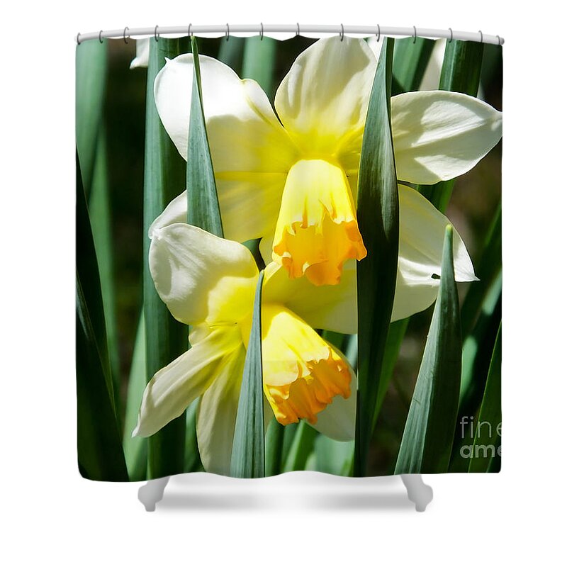 Artoffoxvox Shower Curtain featuring the photograph Daffodil Hug by Kristen Fox