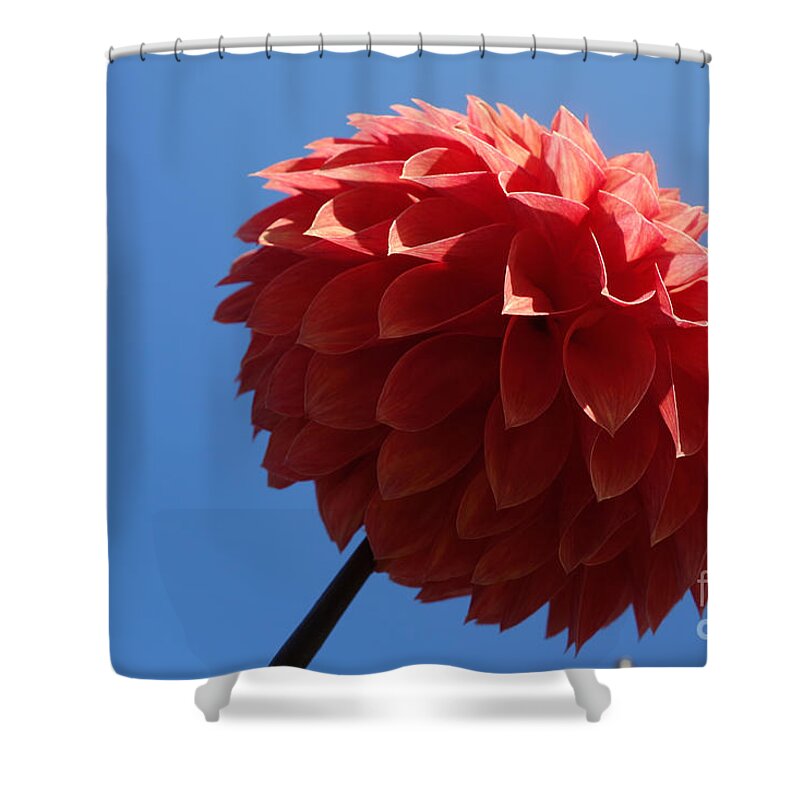 Flowing Shower Curtain featuring the photograph Dahlia #2 by Jacqueline Athmann
