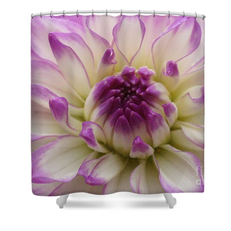 Nature Shower Curtain featuring the photograph Dahlia 45 by Rudi Prott