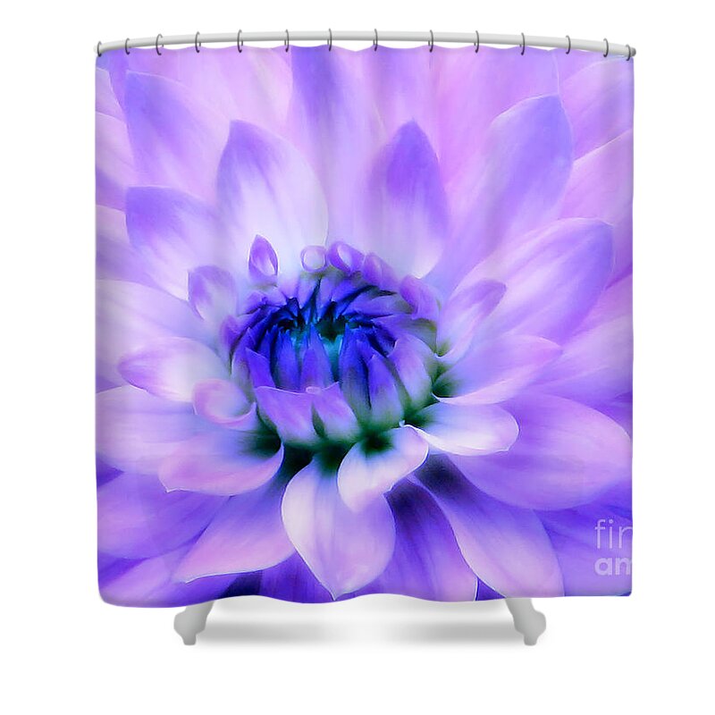 Dahlia Shower Curtain featuring the photograph Dahlia Dream by Rory Siegel