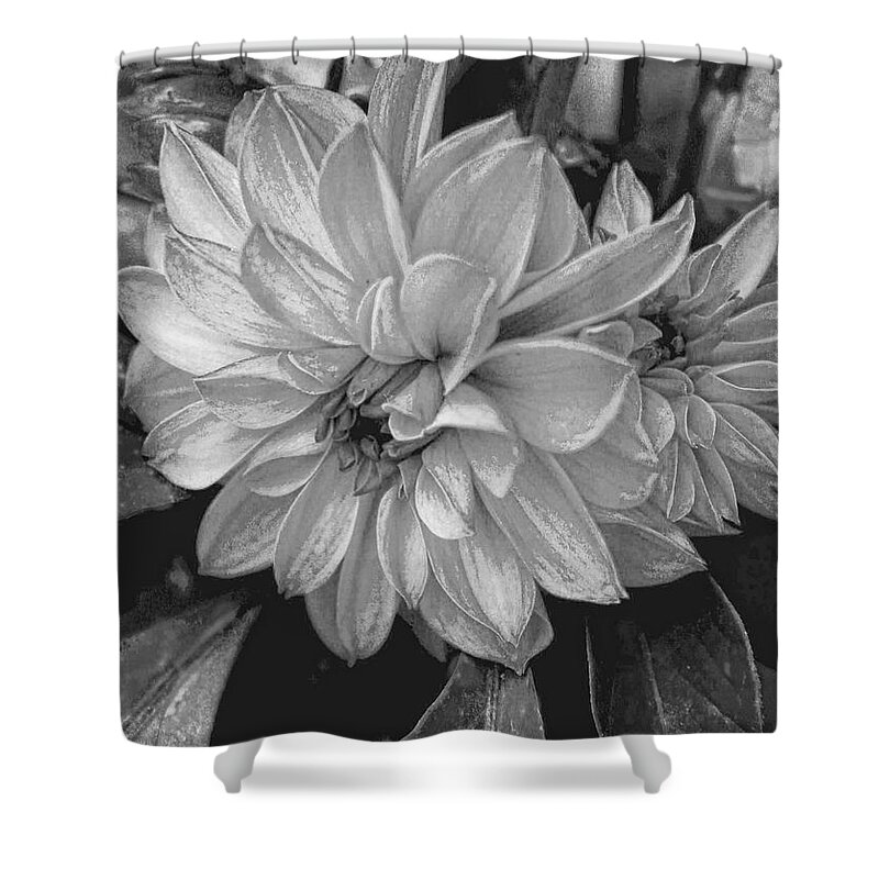 Dahlia Shower Curtain featuring the photograph Dahlia in black and white by Bonnie Willis