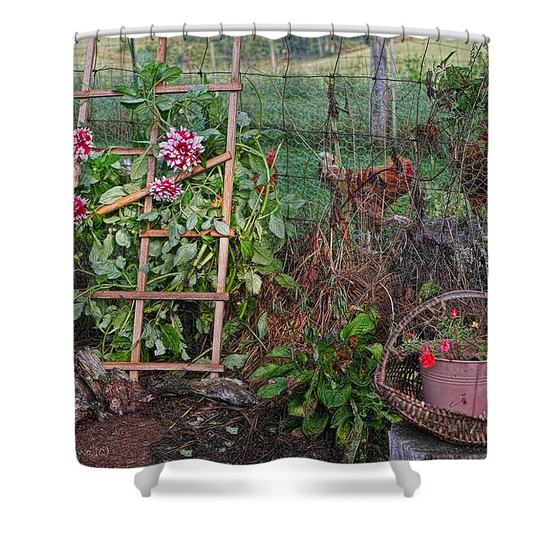Flowers Shower Curtain featuring the photograph Dahlias and Chickens by Denise Romano
