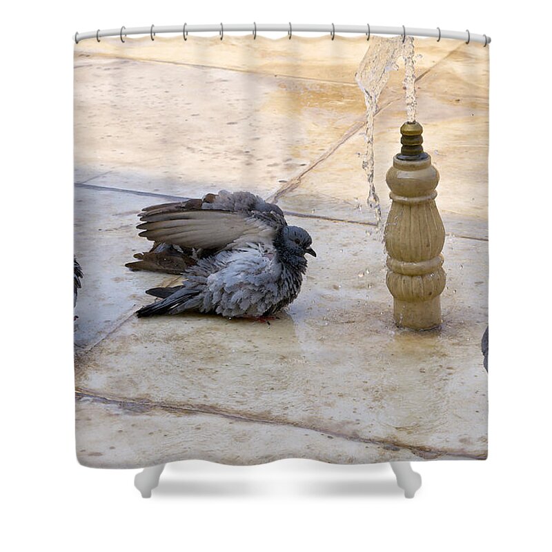 Pigeons Bathing Shower Curtain featuring the photograph Daily bathing by Elena Perelman