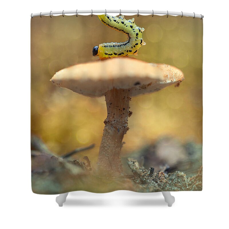 Caterpillar Shower Curtain featuring the photograph Daily excercice by Jaroslaw Blaminsky