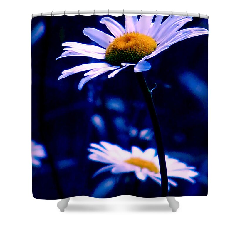 Nature Shower Curtain featuring the photograph Daisies In The Blue Realm by Rory Siegel