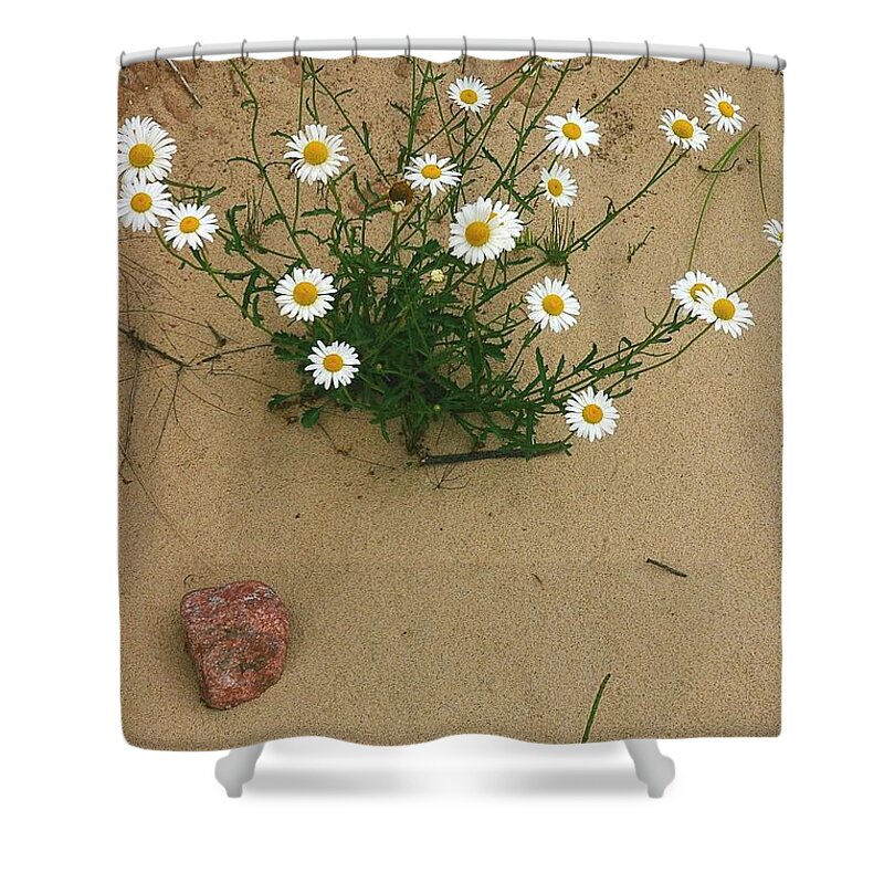 Daisies Shower Curtain featuring the photograph Daisies in the Sand by Randy Pollard