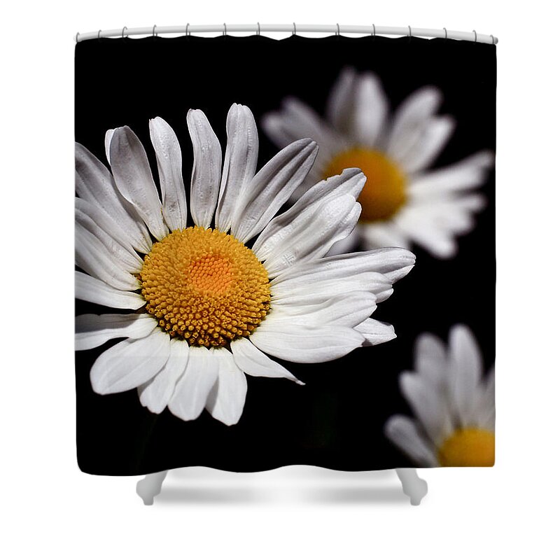 Daisies Shower Curtain featuring the photograph Daisies by Rona Black