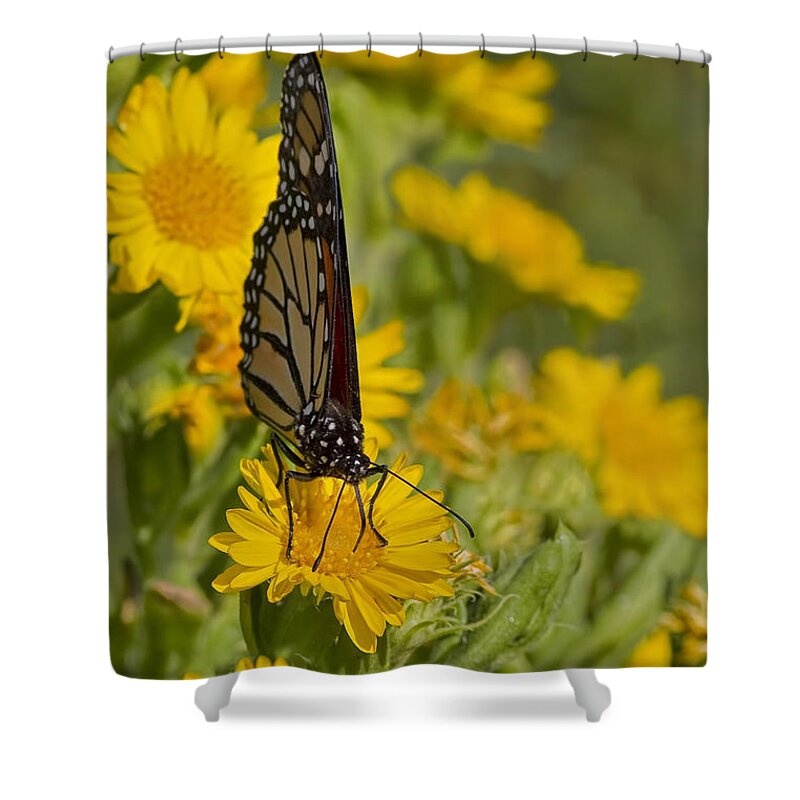 Butterfly Shower Curtain featuring the photograph Daisy Daisy Give Me Your Anther Do by Gary Holmes