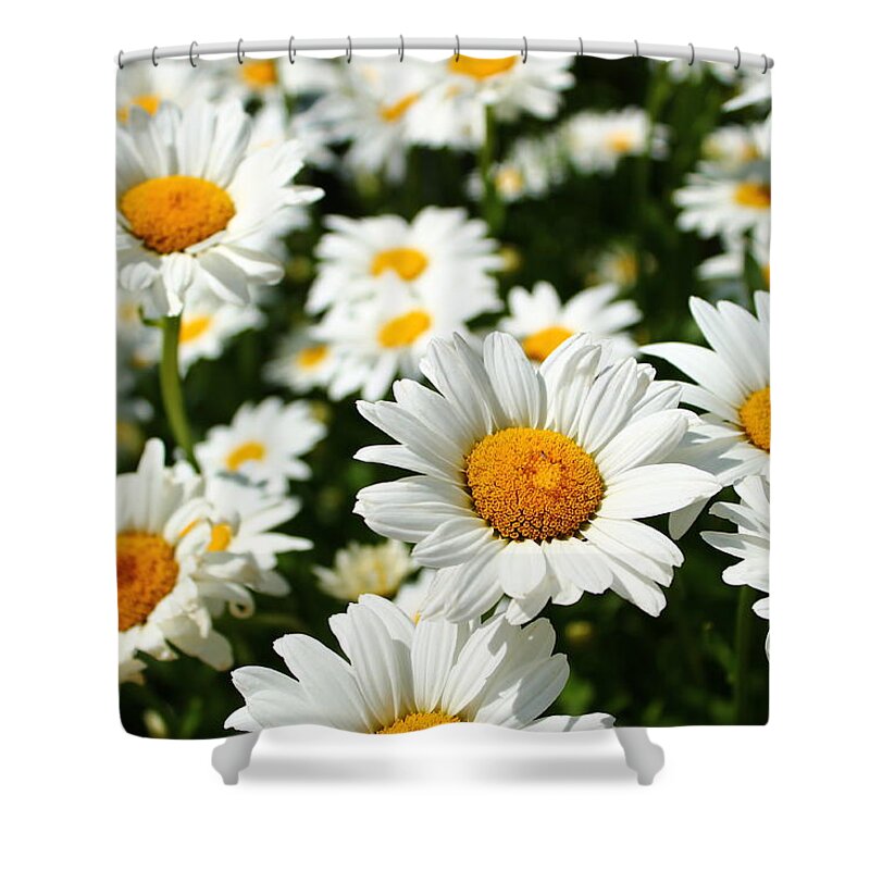 Daisies Shower Curtain featuring the photograph Daisy Day by Catie Canetti