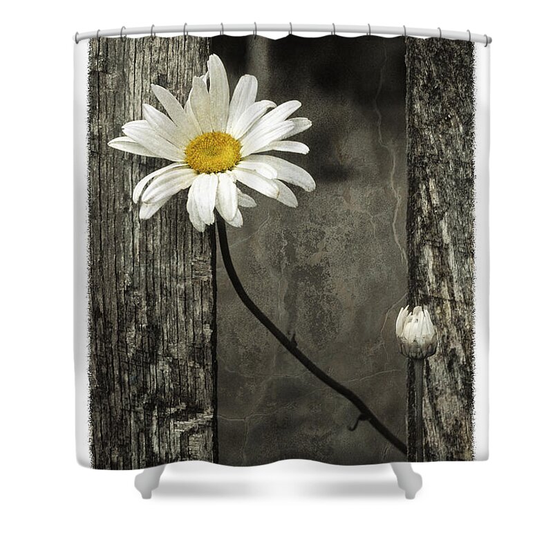 Texture Shower Curtain featuring the photograph Daisy - FS000357-a by Daniel Dempster