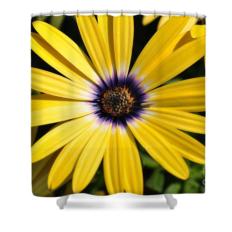 Daisy Shower Curtain featuring the photograph Daisy by Gwen Gibson