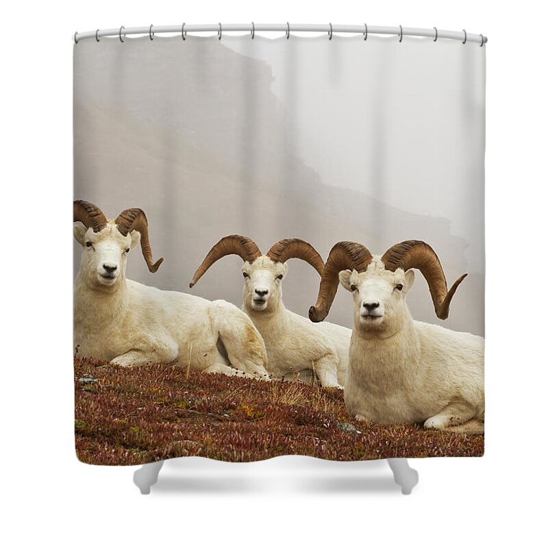 Tranquility Shower Curtain featuring the photograph Dalls Sheep Ovis Dalli Rams Resting On by Gary Schultz / Design Pics