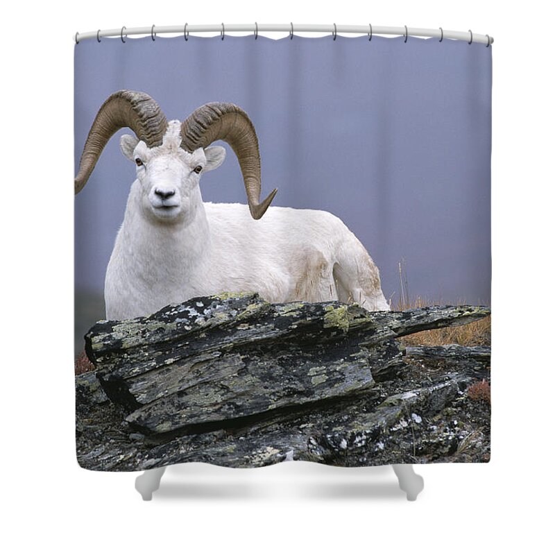 Feb0514 Shower Curtain featuring the photograph Dalls Sheep Ram Resting On Hillside by Michael Quinton