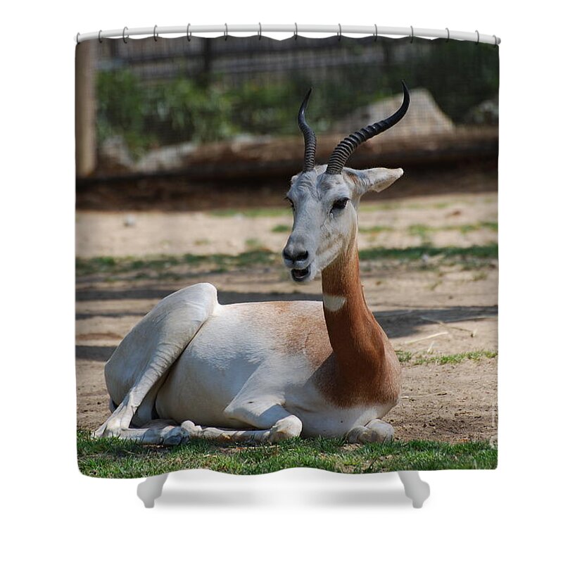 Gazelle Shower Curtain featuring the photograph Dama Gazelle by DejaVu Designs