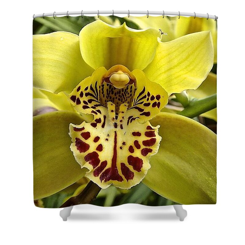 Orchid Shower Curtain featuring the photograph Dancing Orchid by Cheryl Cutler