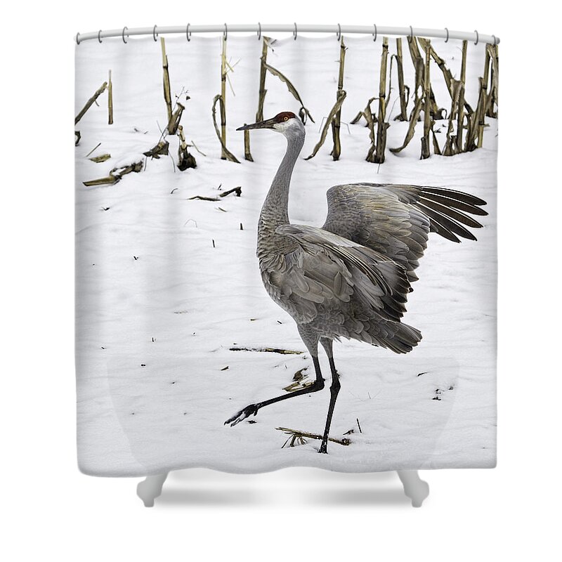 Sandhill Crane Shower Curtain featuring the photograph Dancing Sandhill Crane by Thomas Young