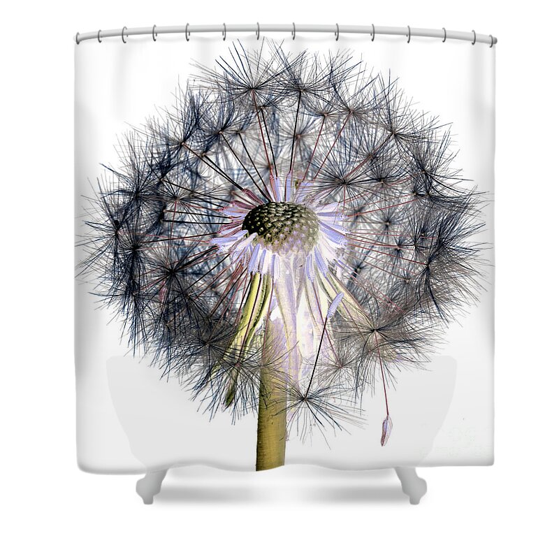 Picture Shower Curtain featuring the photograph Dandelion Clock No.1 by Tony Mills