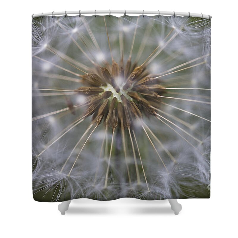 Dandelion Shower Curtain featuring the photograph Dandelion clock - seeds. by Clare Bambers