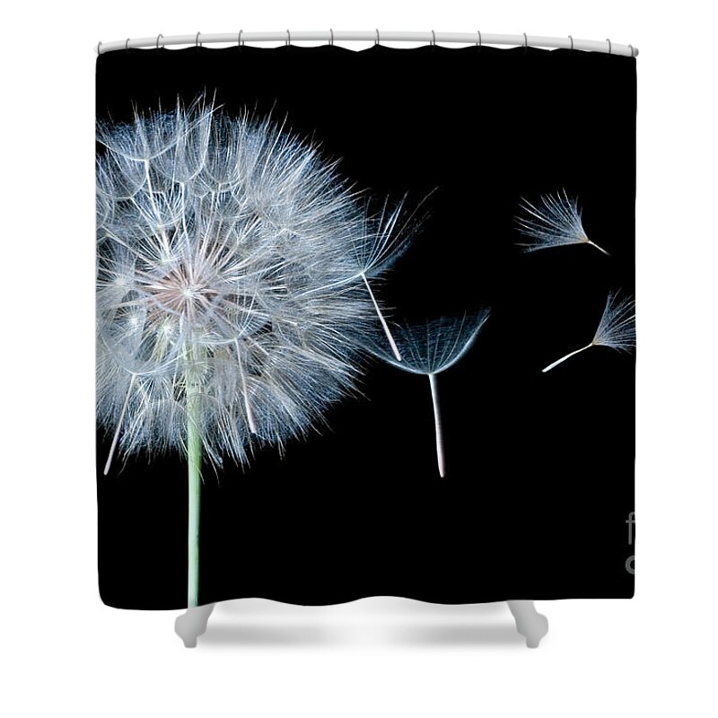 Dandelion Shower Curtain featuring the photograph Dandelion Dreaming by Cindy Singleton