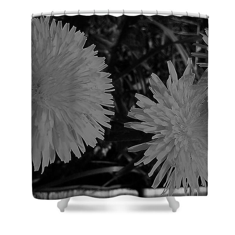Dandelion Shower Curtain featuring the photograph Dandelion Weeds? b/w by Martin Howard