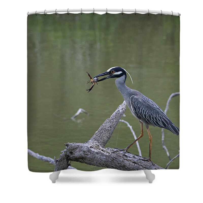 Heron Shower Curtain featuring the photograph Dangerous Lunch by Betty Depee