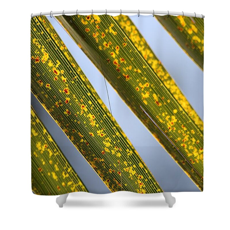 Palm Frawns Shower Curtain featuring the photograph Dappled Light by Amy Gallagher