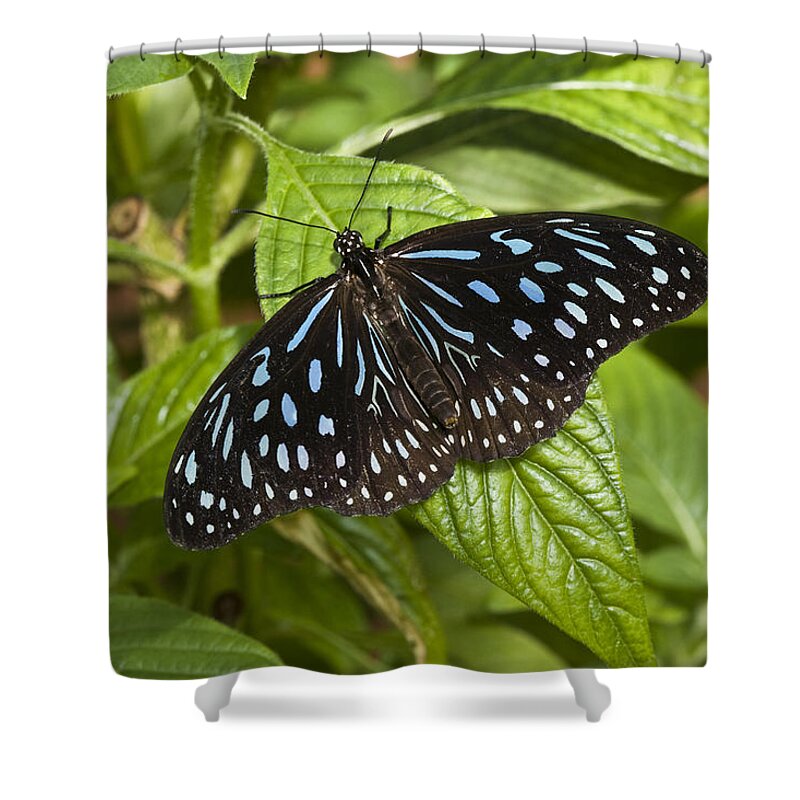 Feb0514 Shower Curtain featuring the photograph Dark Blue Tiger Butterfly Arizona by Tom Vezo