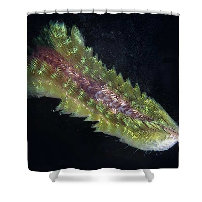 Flpa Shower Curtain featuring the photograph Dark-lined Fire Worm In Bali by Colin Marshall