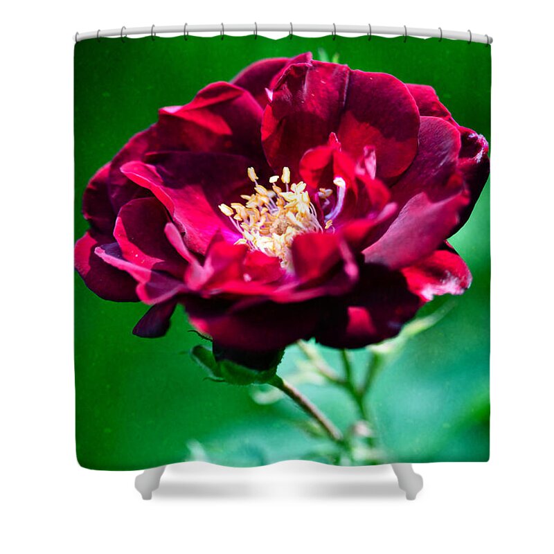 Garden Shower Curtain featuring the photograph Dark Red Rose by Crystal Wightman