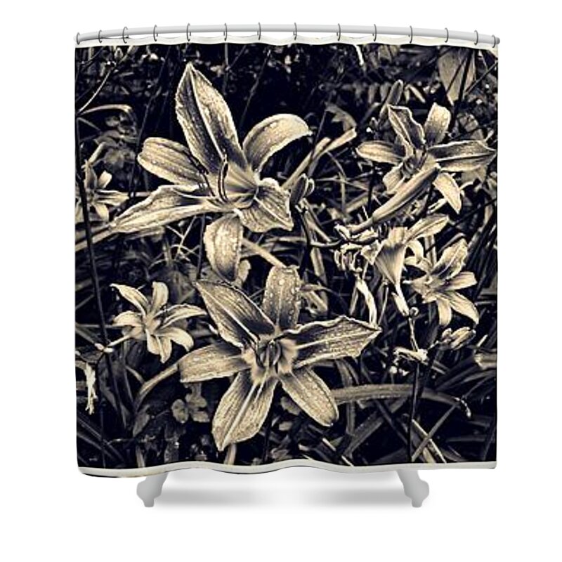 Lily Shower Curtain featuring the photograph Day Lily Triptych by Sarah Loft
