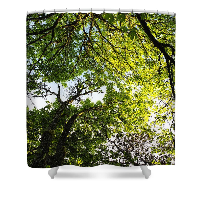 Trees Shower Curtain featuring the photograph Daydreaming in the Hammock by Belinda Greb