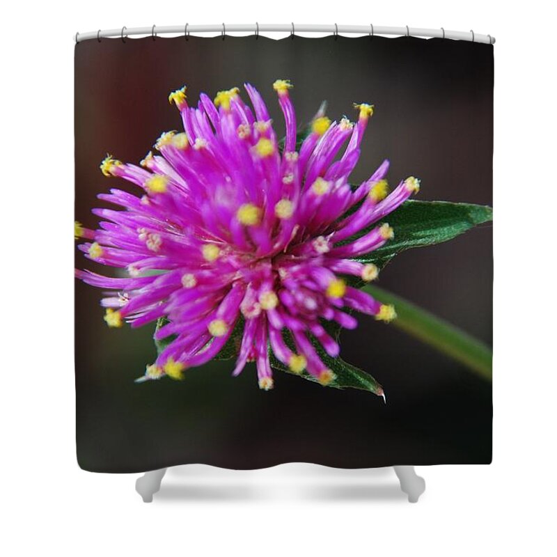 Flower Shower Curtain featuring the photograph Dbg 050812-1779 by Tam Ryan