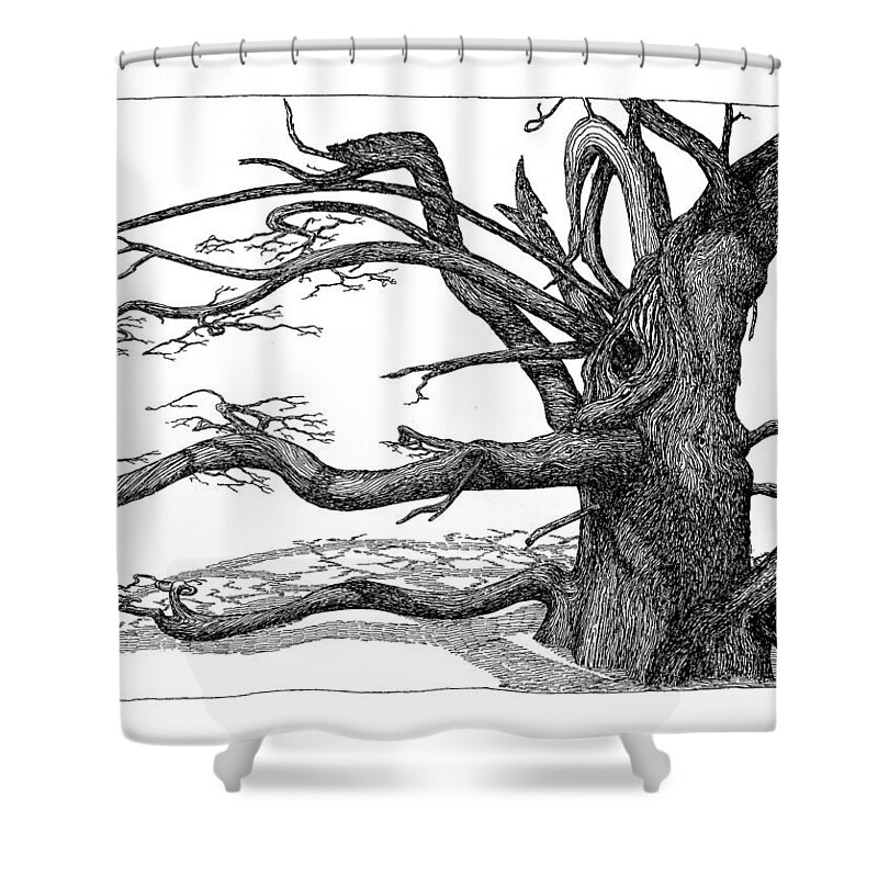 Nature Shower Curtain featuring the drawing Dead Tree by Daniel Reed