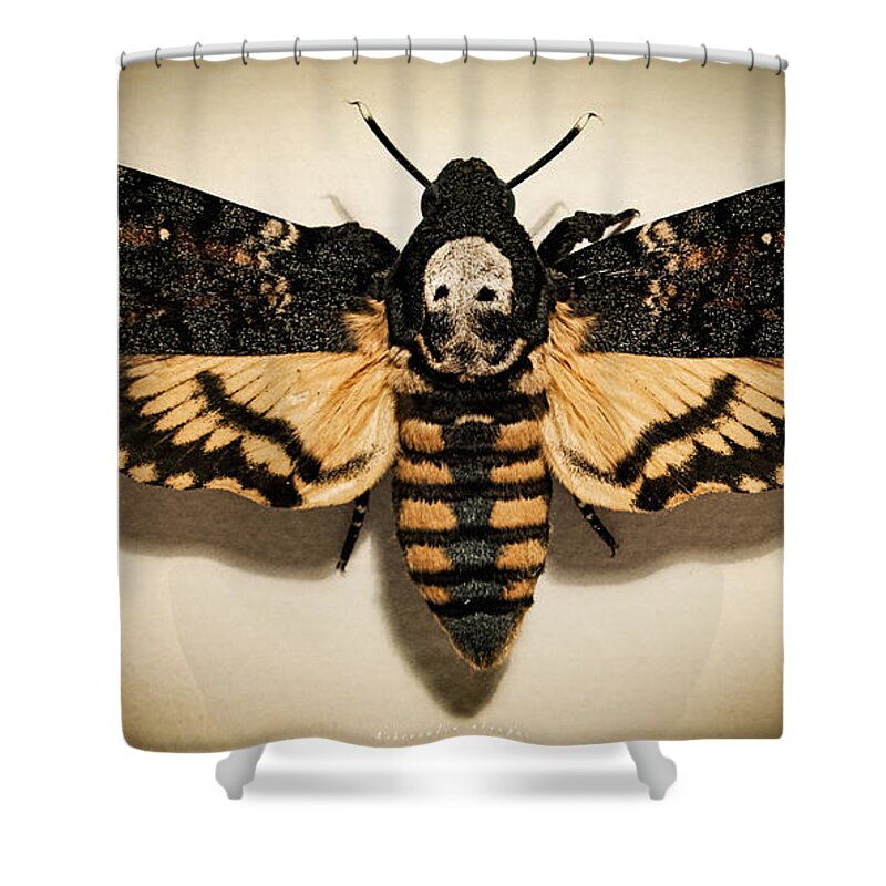Death's-head Hawkmoth Shower Curtain featuring the photograph Deaths Head Hawk Moth Lomo by Weston Westmoreland